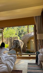 LAZULA : Forest Retreat