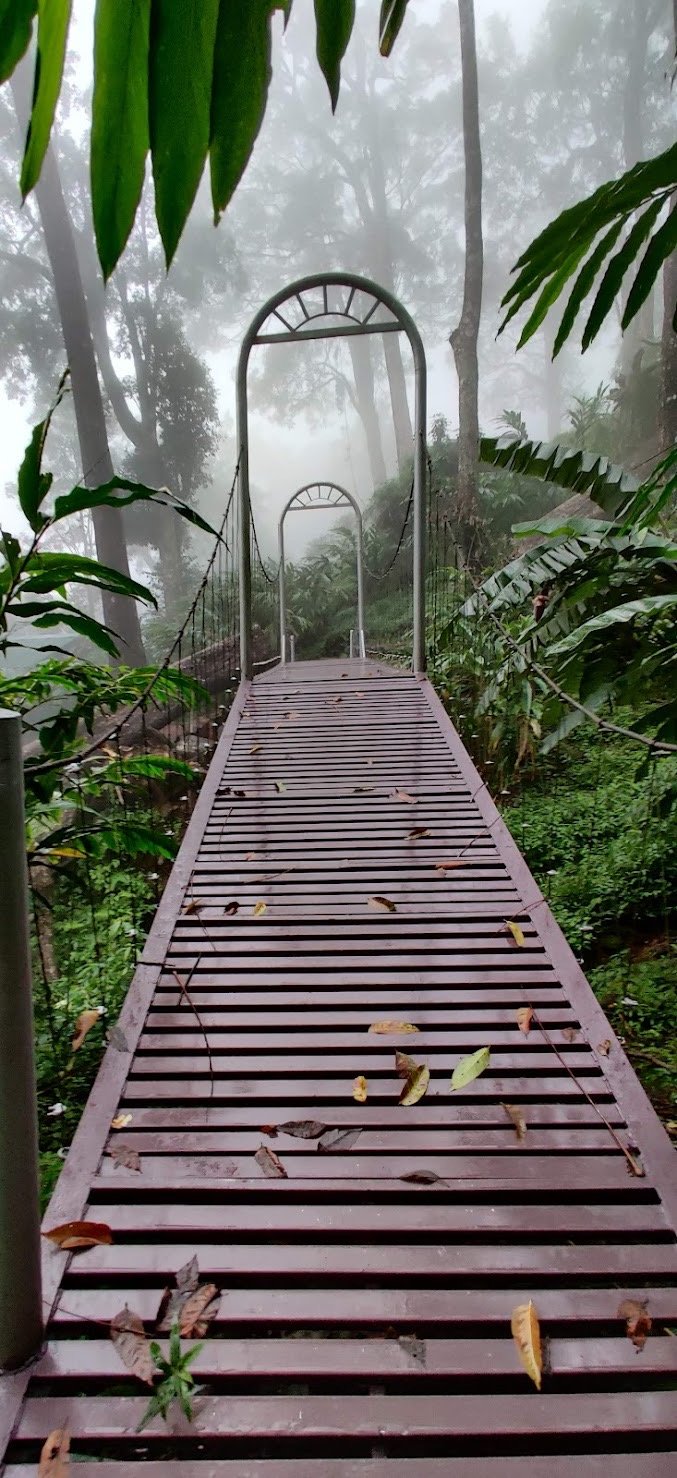 The Tall Trees Resorts