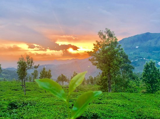 The Tall Trees Resorts